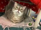 Girlie, Domestic Shorthair For Adoption In Kingston, Ontario