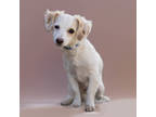 Cholla, Terrier (unknown Type, Small) For Adoption In Palm Springs, California