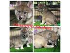 Siberian Husky Puppy for sale in Hiawassee, GA, USA