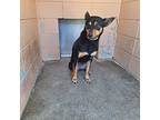 Puddin', Doberman Pinscher For Adoption In Gautier, Mississippi