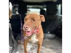 Lucy, American Pit Bull Terrier For Adoption In Oak Hill, West Virginia