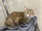 Easter Lily, Domestic Shorthair For Adoption In Oshkosh, Wisconsin