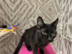 Mira, Domestic Shorthair For Adoption In Oshkosh, Wisconsin