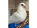 Coconut, Pigeon For Adoption In Newington, Connecticut