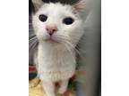 Matcha Tea, Domestic Shorthair For Adoption In Baltimore, Maryland