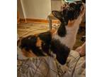 Giselle, Domestic Shorthair For Adoption In Montreal, Quebec