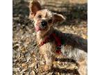Snoopy, Silky Terrier For Adoption In Deland, Florida
