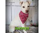 Jazmyn, Labrador Retriever For Adoption In Fargo, North Dakota