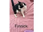 Finnick, Domestic Shorthair For Adoption In Fairfield, Illinois
