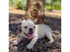French Bulldog Puppy for sale in Moreno Valley, CA, USA