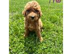 F1BB Goldendoodle 716