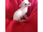 Chihuahua Puppy for sale in Tollesboro, KY, USA