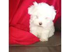 Maltese Puppy for sale in Tollesboro, KY, USA