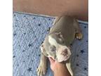 Bulldog Puppy for sale in Fort Lauderdale, FL, USA