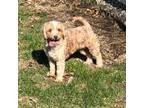 Mutt Puppy for sale in Dyersville, IA, USA