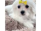 Maltese Puppy for sale in Mint Hill, NC, USA