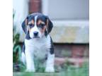 Beagle Puppy for sale in Myerstown, PA, USA