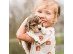 Beagle Puppy for sale in Myerstown, PA, USA