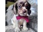 Cocker Spaniel Puppy for sale in Yadkinville, NC, USA
