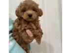 Maltipoo Puppy for sale in Tampa, FL, USA