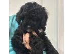 Poodle (Toy) Puppy for sale in Tampa, FL, USA