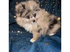 Pomeranian Puppy for sale in Brevard, NC, USA