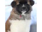 Akita Puppy for sale in Massillon, OH, USA