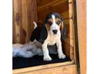 Beagle Puppy for sale in Mammoth Spring, AR, USA