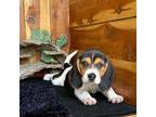 Beagle Puppy for sale in Mammoth Spring, AR, USA