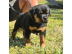 Rottweiler Puppy for sale in Loxahatchee, FL, USA