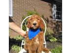 Goldendoodle Puppy for sale in Crofton, KY, USA