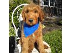 Goldendoodle Puppy for sale in Crofton, KY, USA