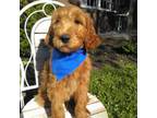 Goldendoodle Puppy for sale in Crofton, KY, USA