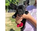 French Bulldog Puppy for sale in Hudson, FL, USA