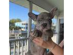 French Bulldog Puppy for sale in Hudson, FL, USA