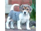 Beagle Puppy for sale in Myerstown, PA, USA