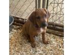 Rhodesian Ridgeback Puppy for sale in Plymouth, CA, USA