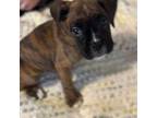 Boxer Puppy for sale in Dandridge, TN, USA