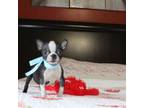 Boston Terrier Puppy for sale in Russellville, KY, USA