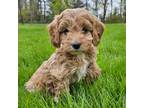 Cavapoo Puppy for sale in Parkesburg, PA, USA