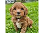 Cavapoo Puppy for sale in Parkesburg, PA, USA