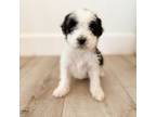 Aussiedoodle Puppy for sale in Dixon, MO, USA