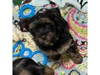 Yorkshire Terrier Puppy for sale in Dublin, GA, USA