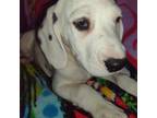 Dalmatian Puppy for sale in Rutherfordton, NC, USA