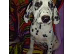 Dalmatian Puppy for sale in Rutherfordton, NC, USA