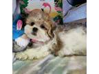 Bichon Frise Puppy for sale in New York, NY, USA