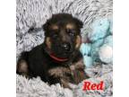 German Shepherd Dog Puppy for sale in Miami, FL, USA