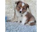 Shetland Sheepdog Puppy for sale in Spicer, MN, USA