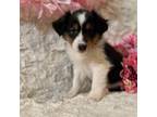 Shetland Sheepdog Puppy for sale in Spicer, MN, USA