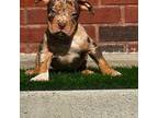 Mutt Puppy for sale in Murfreesboro, TN, USA